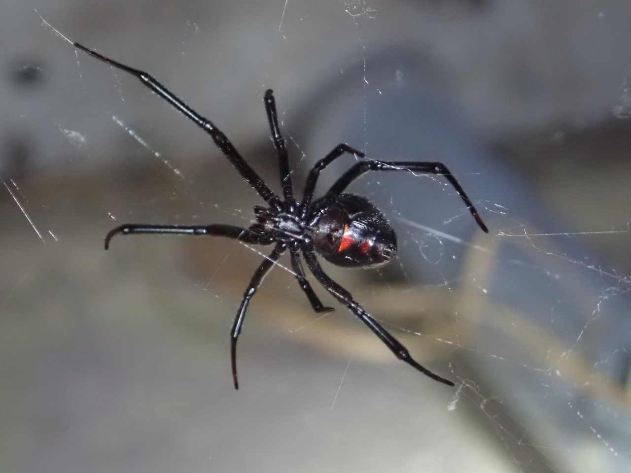 Latrodectus hesperus Latrodectus hesperus